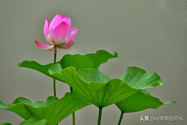 荷花是夏季里最曼妙的风景