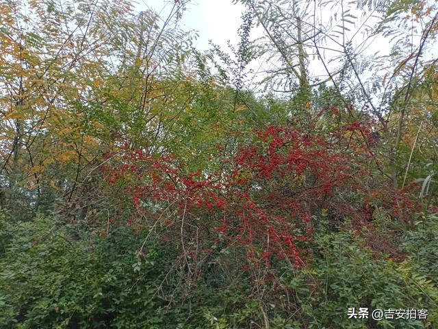 美丽吉安之安福：蒙岗岭公园初冬风光欣赏