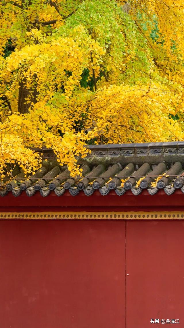 美不胜收！一起遇见温江五彩斑斓的冬~