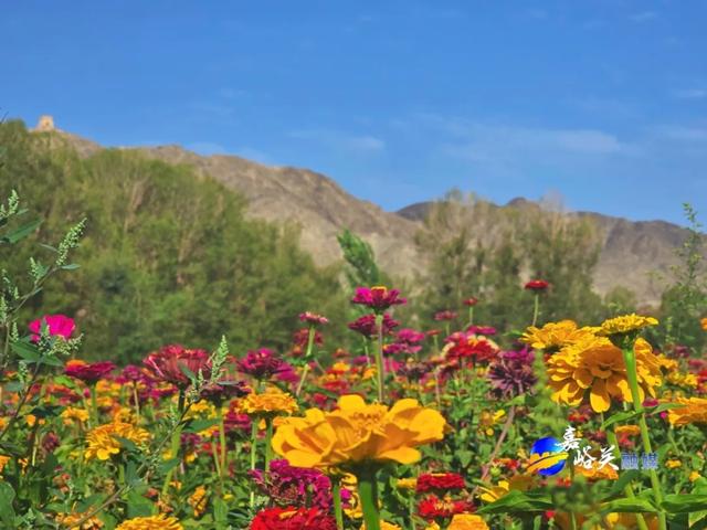 花美人少赶紧去!嘉峪关出现“宝藏级”五彩花海,全网都在追问来源!