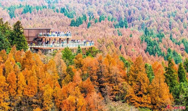 图片新闻︱南川彩韵：半山熔金半山翠，一树千年一树春