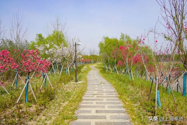 “乡”遇奉贤·南桥镇篇丨一站式乐园解锁新玩法，快来探秘当代“桃花源”吧！