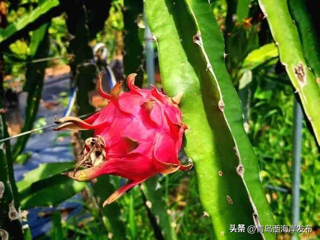 鲜 果 上 市 ！