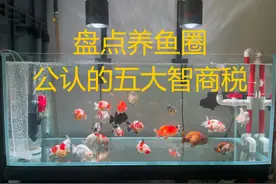 养鱼圈公认的五大智商税！坑惨90%新手，你踩过几个坑？图片