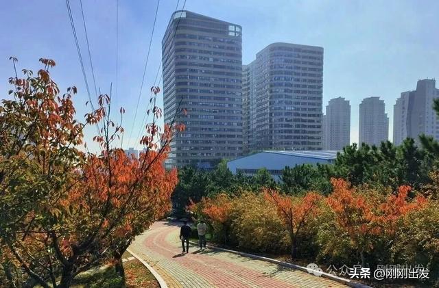 大连高新园区这片免费银杏林,成了秋季网红打卡地