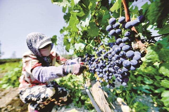 银川：紫色脉动 锦绣湖城