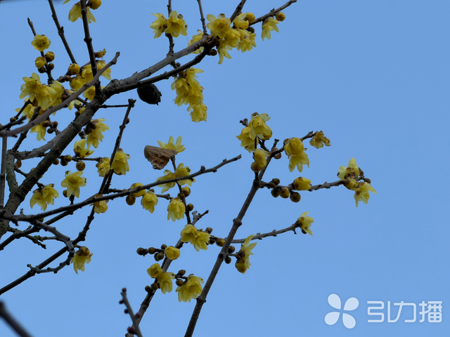 苏州赏梅“顶流”景区，上演“双梅共舞”盛景