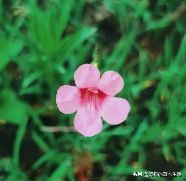 骑上我的小毛驴去遛弯