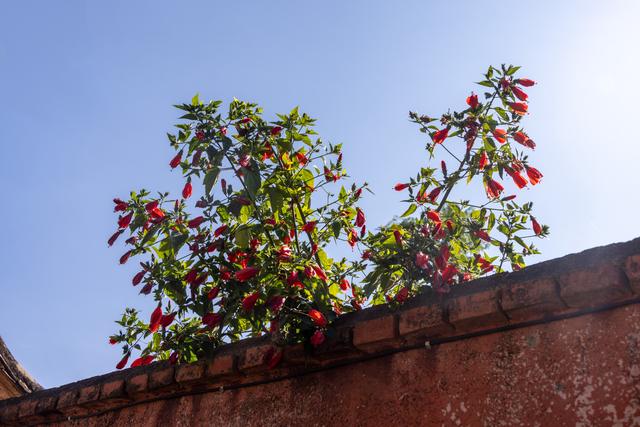 天下彝家第一村——迤沙拉