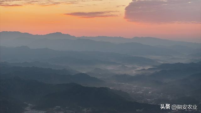 广西融安：朝霞晨雾绘山村美景