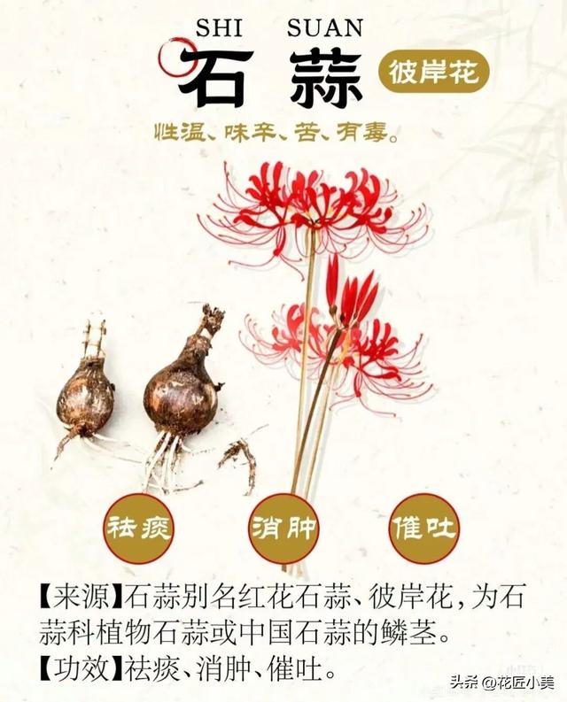 女子养了11年的花，马上就要开了，可惜因出差看不到了