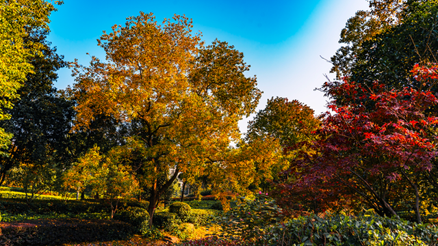 图说遂平：锦绣斑斓醉秋光