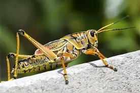 上亿只蝗虫逼近中国田地！专家请出这两种鸟，很快不用再发愁图片