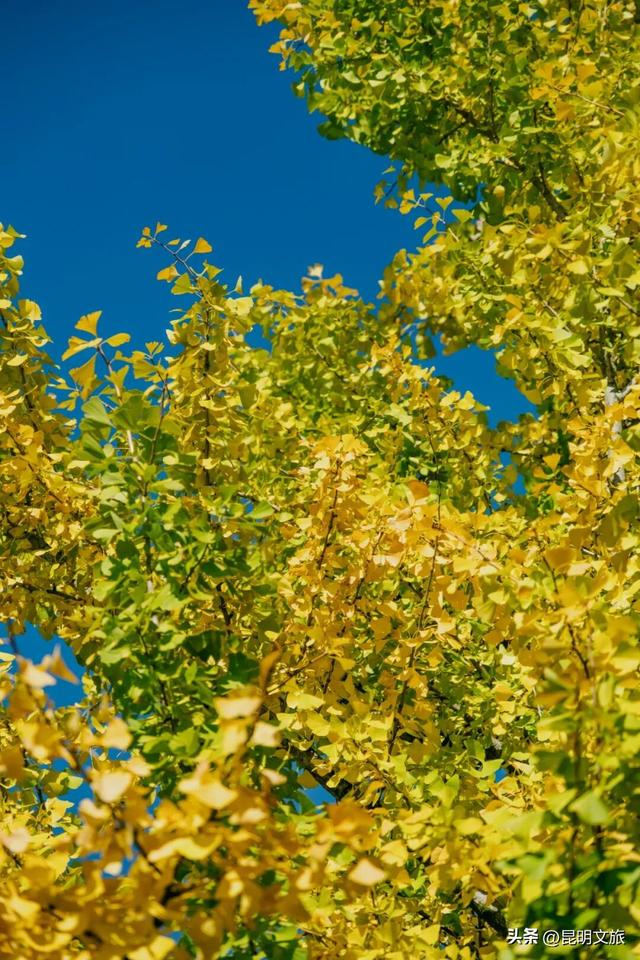 美爆！美爆！超全攻略！超出片！🤳昆明银杏黄金倒计时，抓紧时间冲~