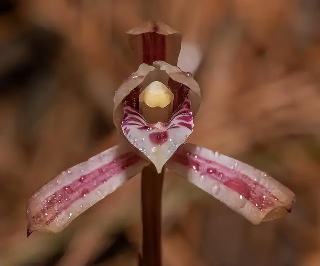 一年仅出现几天！24年四川首次发现“隐身”植物，遇见堪比中彩票