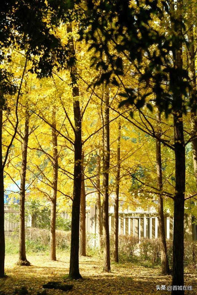 错过等明年！宜宾今年宝藏银杏打卡地合集在这里