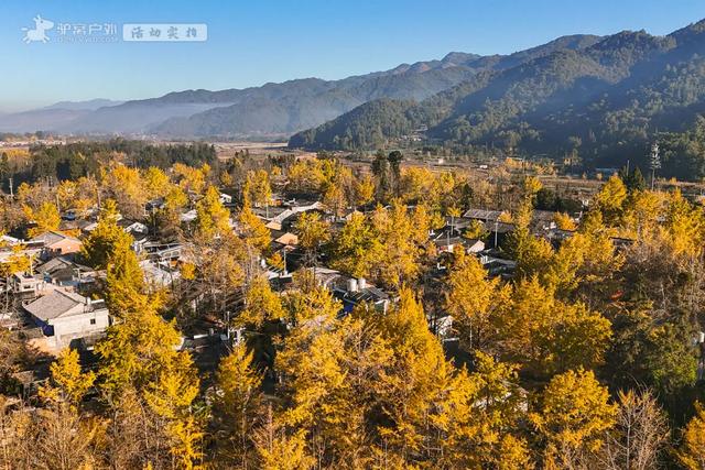 11月的云南腾冲，3000株银杏迎来黄金观赏期，美成人间仙境！