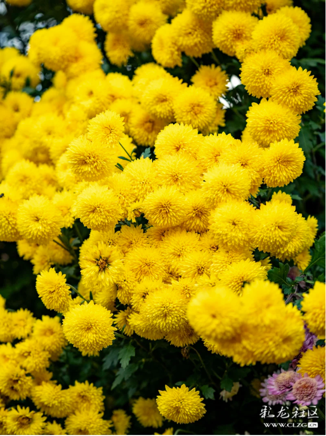 昆明大观公园｜金秋菊花展，旅拍很出片！（附攻略）