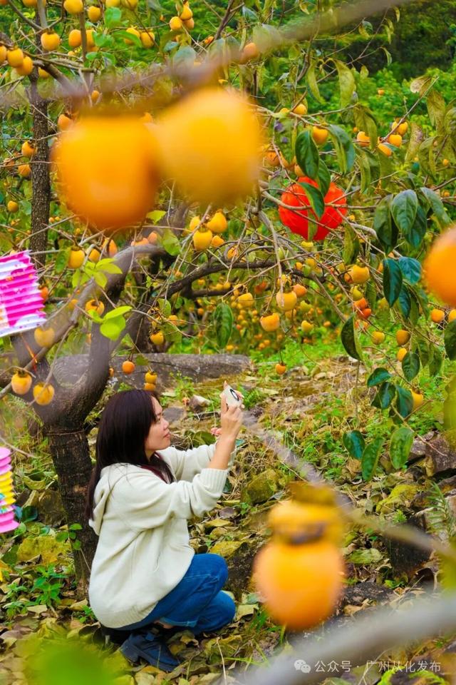 红透山野！从化密石村鸡心柿正当时，解锁“赏柿+住宿+畅行”秋日慢生活