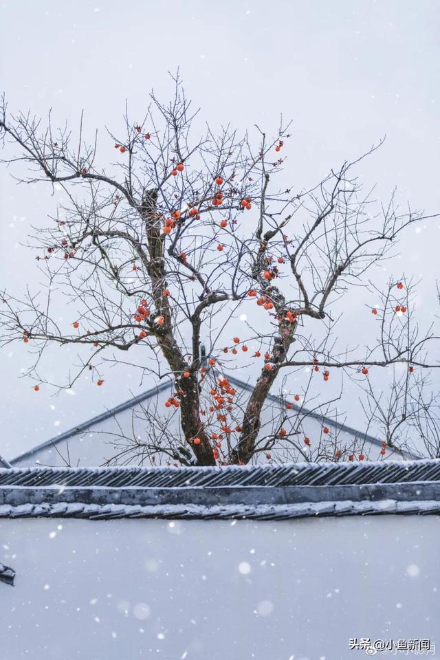 好多人在拍！苏州到底有谁在啊