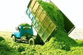 村里有小贩吆喝收小麦青储，1500元一亩，虽然实惠但劝你不要卖图片