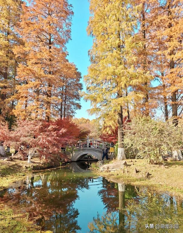 武汉青山公园秋日游，银杏枫树色彩盛宴，独享秋天精彩
