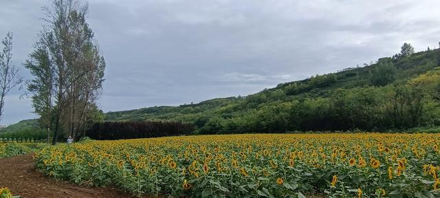 鸭凫峪鹿走沟向日葵🌻花海惊艳亮相！