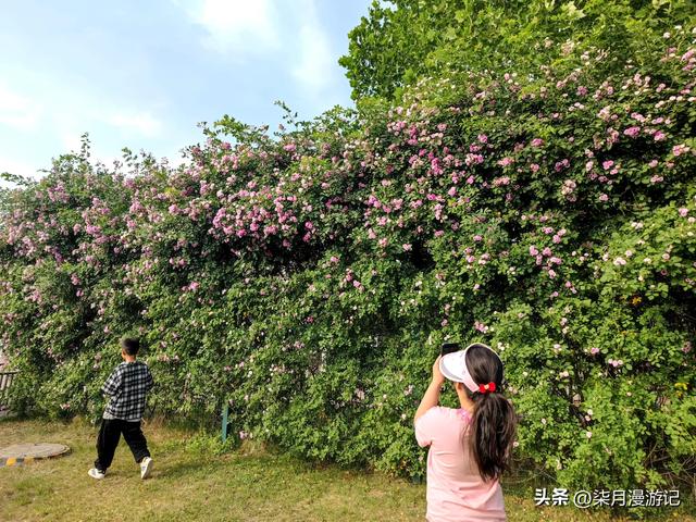 西安东郊最大的公园蔷薇花还很美,露营的游客多,小桥流水游乐场