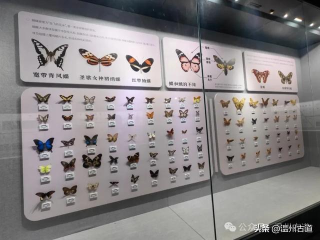 温州这个以畲族始祖命名的4A级景区，秘藏着一座“生物王国”！