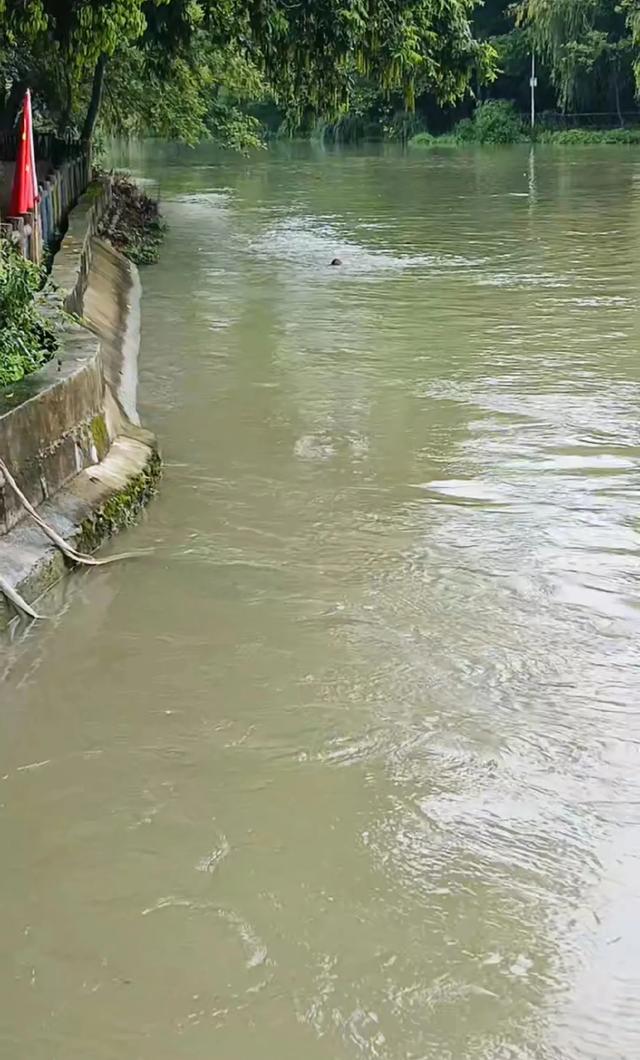 伏天漂游江岸河