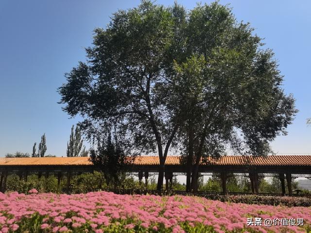 兰州兰山公园赏八宝花及游园记