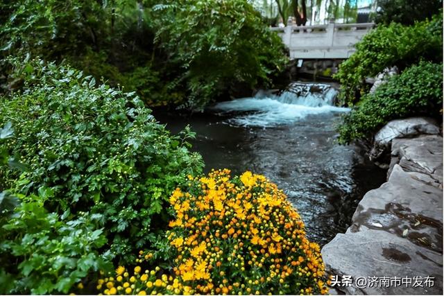 4米巨型大立菊见过吗？第46届趵突泉金秋菊展明天开幕！5大亮点抢先看→