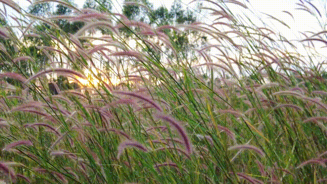在多彩花海间，邂逅湛江的浪漫初冬！