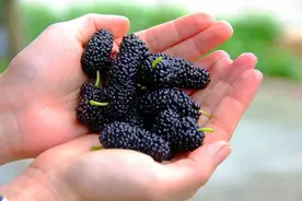 一个果子，生吃养肾，熟吃健脾，肾虚脾虚全赶跑！图片