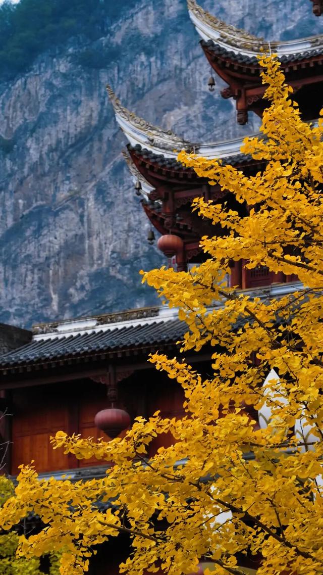 速来！桐梓这里含“金”量超高~