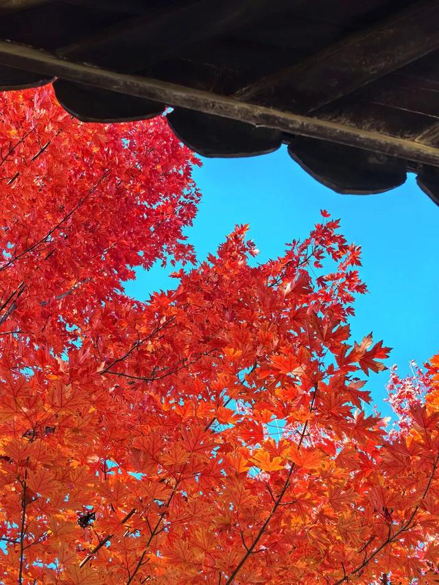 谁懂啊？这里的红枫，才是秋日“天花板”！
