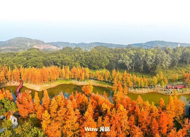 红了!龙岗落羽杉进入最佳观赏期!最全打卡攻略→