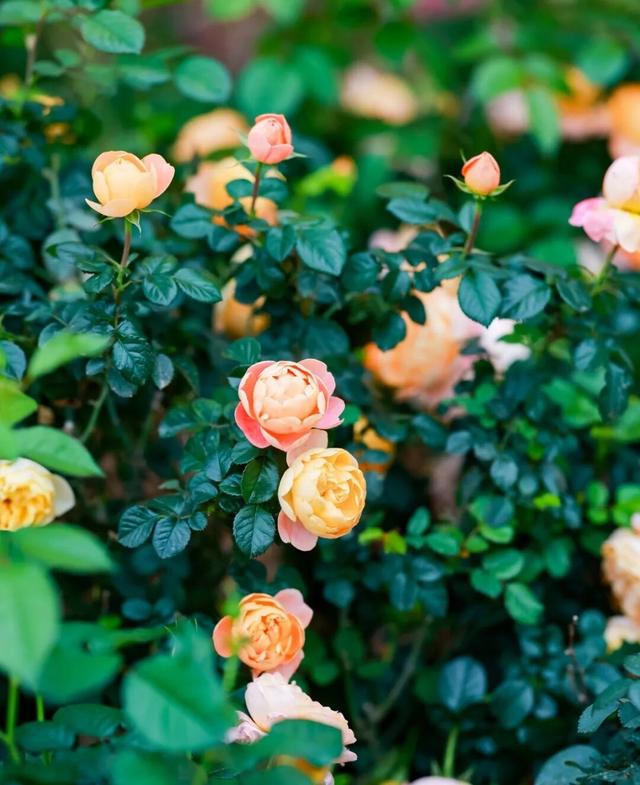 闭眼冲！11月光明公园这样玩！