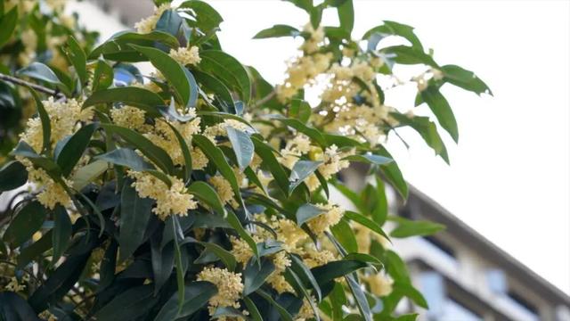 金秋九月，青川的桂花都开了，Pong香！