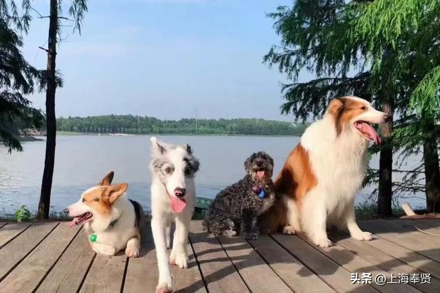 还在纠结带毛孩子去哪？奉贤养宠人，这些宠物友好地点你不能不知道