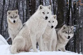 狼群中狼王夫妇垄断交配权，那到了发情期其他的狼咋办？图片