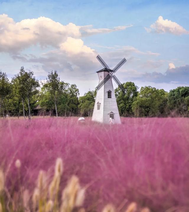 上海赏秋全攻略:12处宝藏地+4条Citywalk,承包申城的金色浪漫。