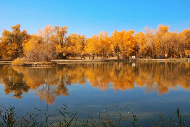 酒泉金塔胡杨林，时光凝固成美丽的神话，奔赴一场秋季的浪漫之旅
