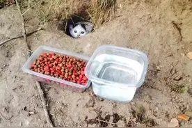 流浪小猫躲洞口不出，网友放了食物后离开，结果第二天...图片