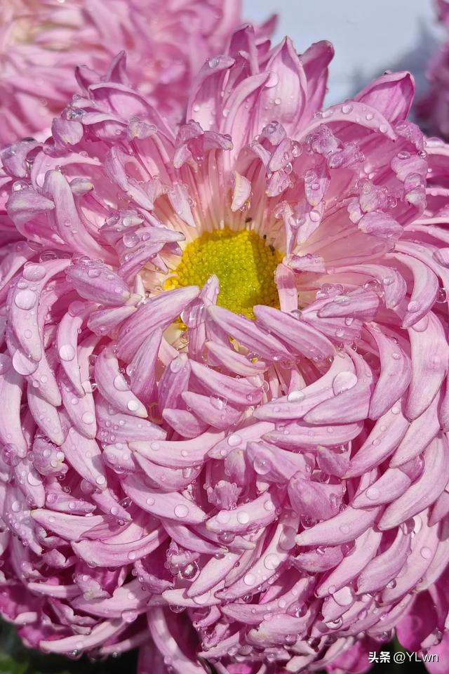 拱墅区菊花展分会场,无需预约无需门票,逛桥西历史直接赏菊花