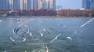 沙漠踏雪，只在武汉，最佳观赏期到了！