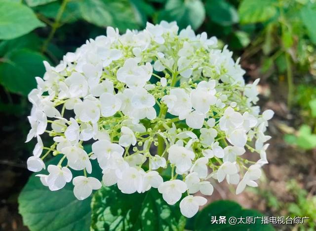 太原盛夏：公园里的花事盛宴