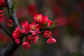 古诗文知识真题测试20期，牛叉的你能做对几道题（花卉篇）图片