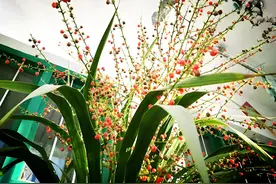 养护龙血树，4点很重要，做好不仅美观漂亮，还能开花结果图片