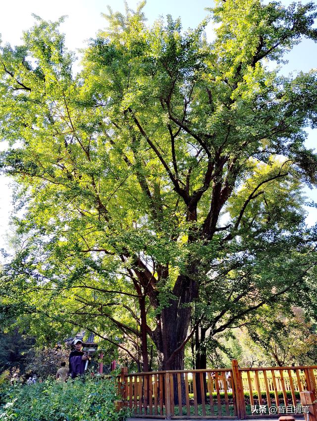 以我4次经历，带你打卡北京香山，北京的朋友请补充